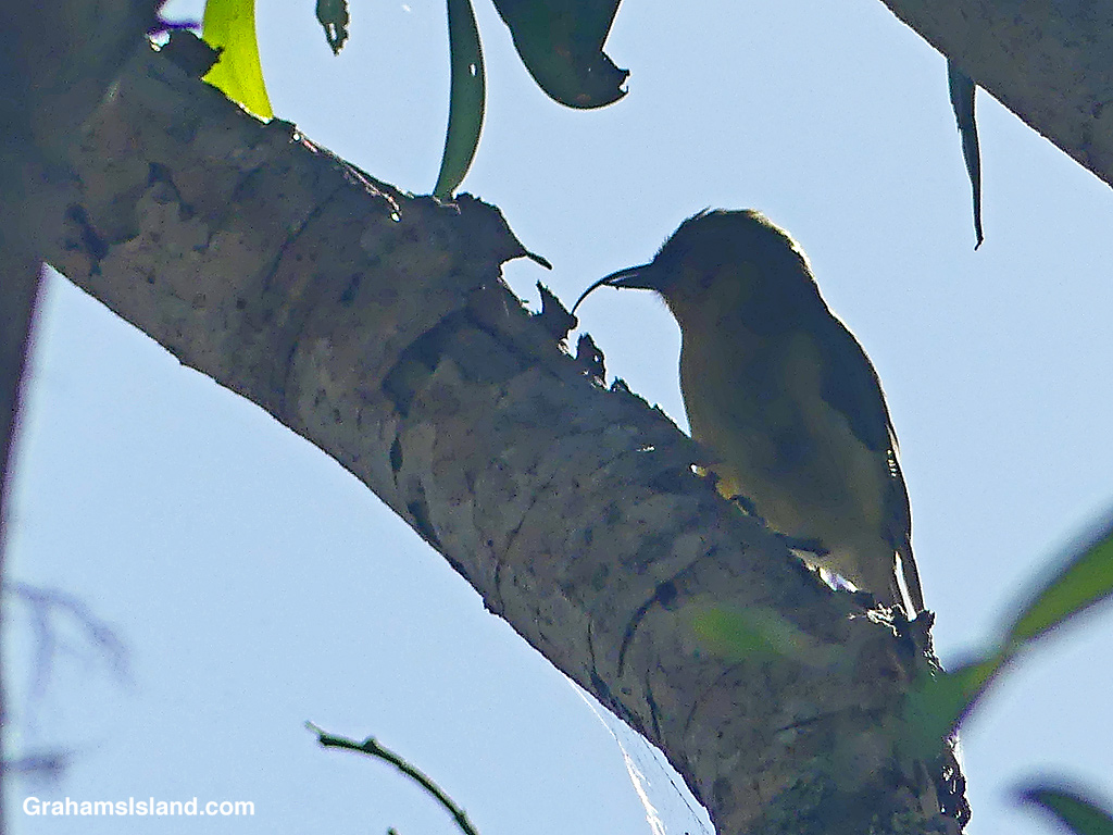 An 'Akiapola'au on the Pu'u O'o Trail on the Big Island, Hawaii
