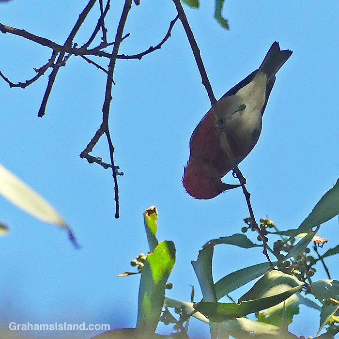 An Apapane on the Pu'u O'o Trail on the Big Island, Hawaii