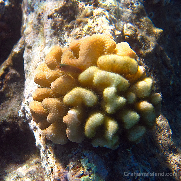 An Arc-eye Hawkfish juvenile in a head of coral in the waters off Hawaii