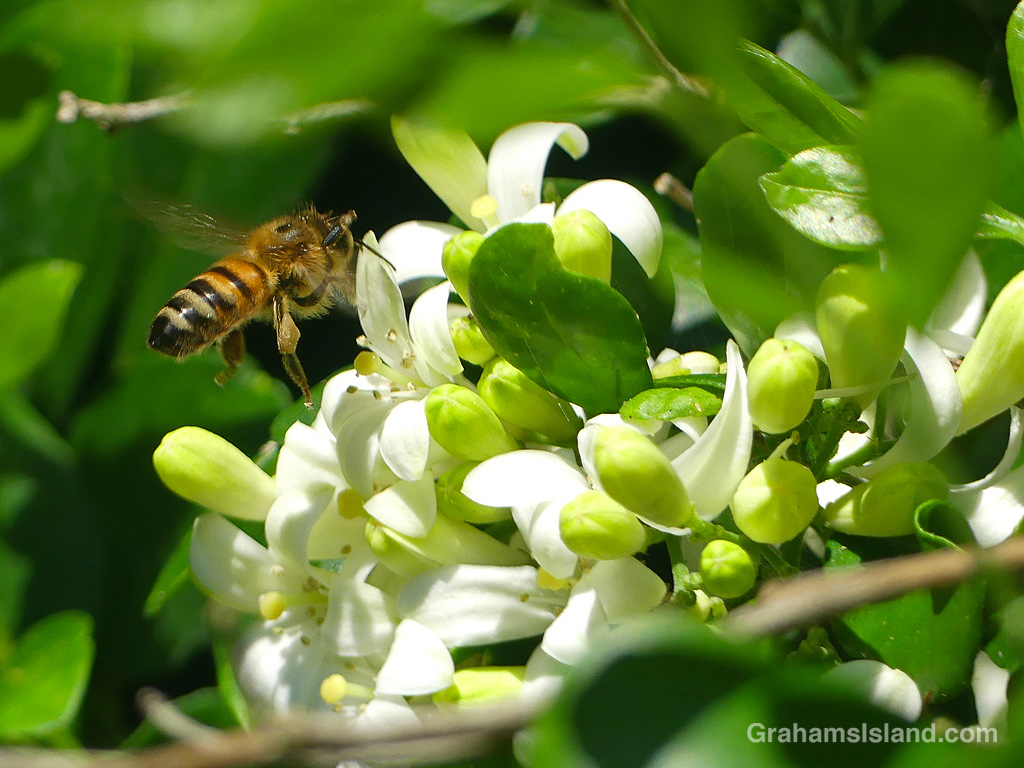 A Bee on a mock orange in Hawaii