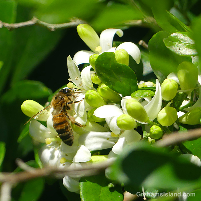A Bee on a mock orange in Hawaii