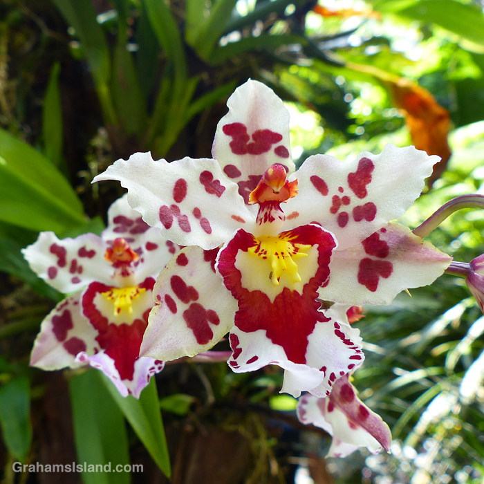 A Coel. assamica orchid in Maui