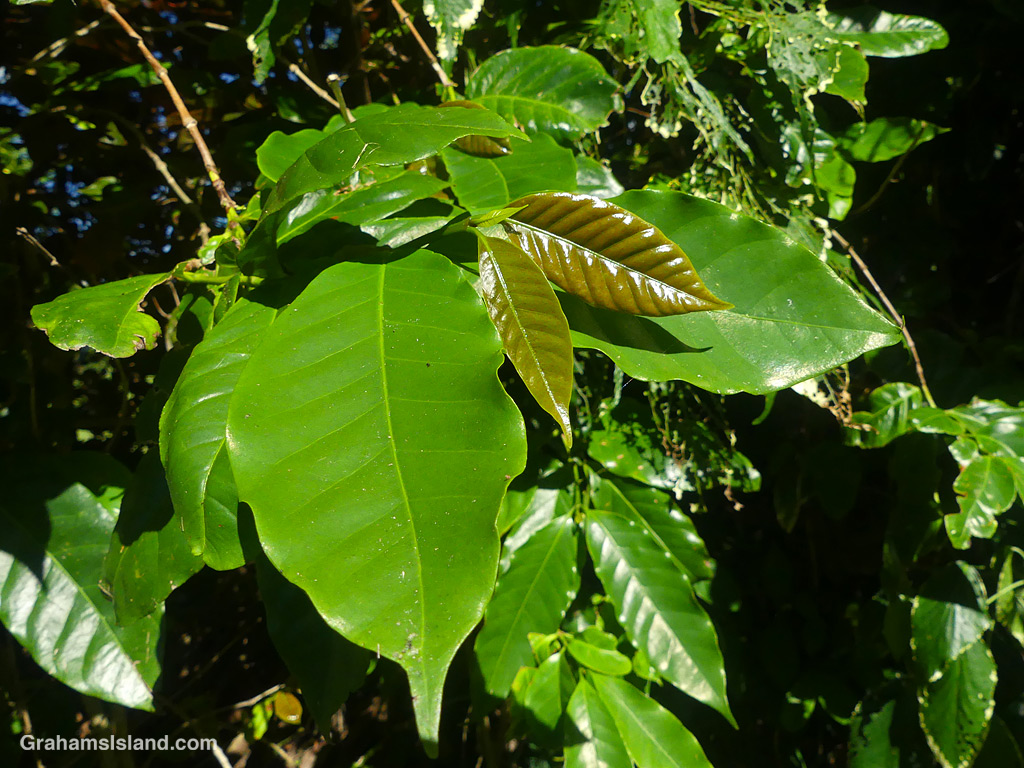 Coffee leaves in Hawaii