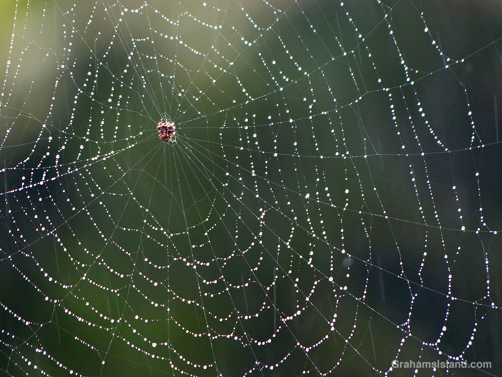A spider web with raindrops in Hawaii