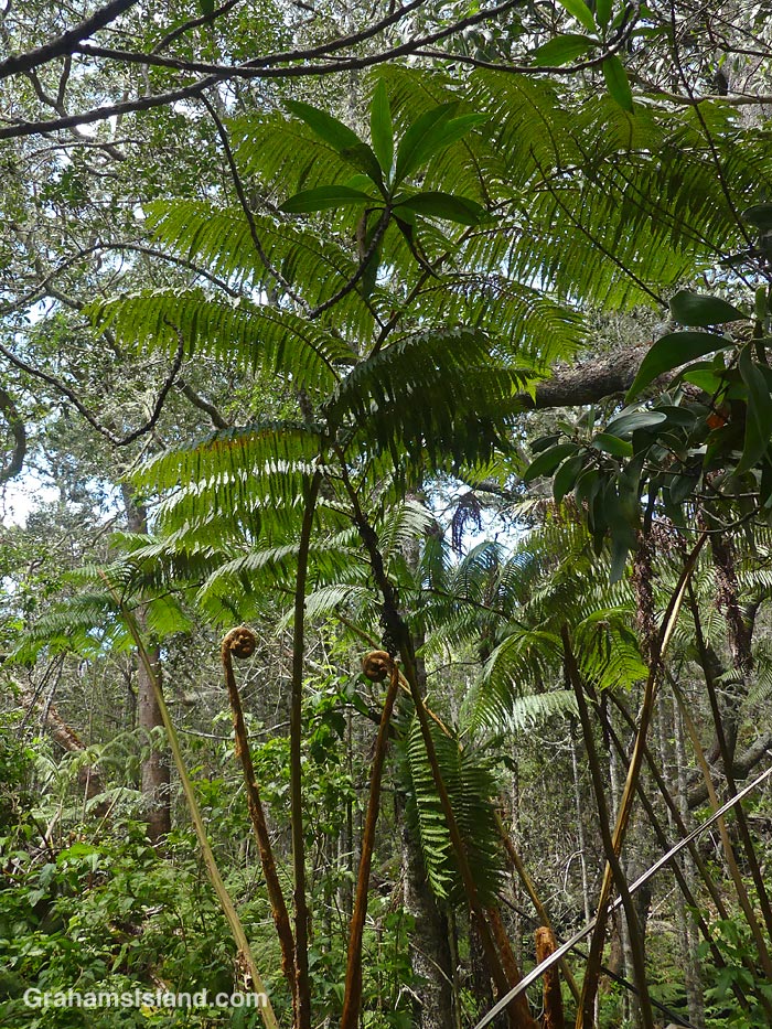 Hāpu’u Ferns (Cibotium menziesii) on the Pu'u O'o Trail on the Big Island, Hawaii