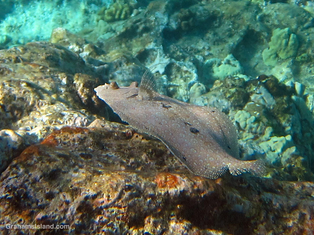 A Flowery Flounder swims in the waters off Hawaii