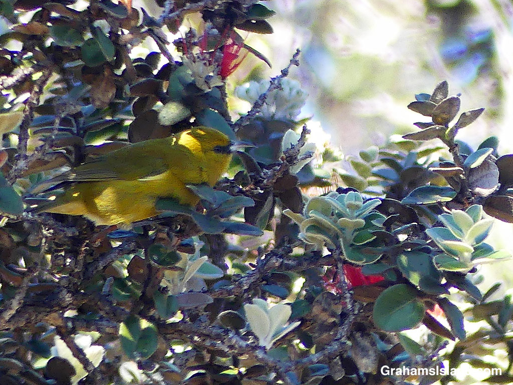 An Hawaii Amakihi on the Pu'u O'o Trail on the Big Island, Hawaii
