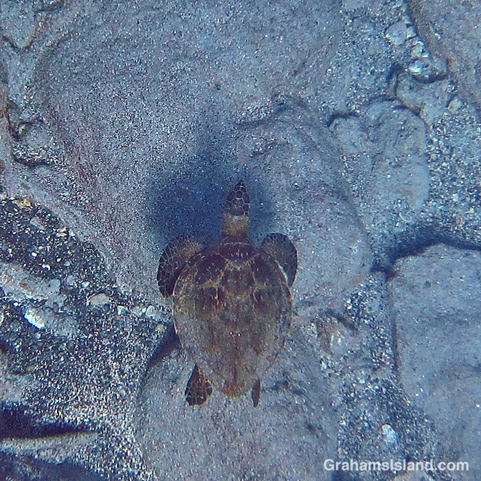 A Hawksbill turtle swims in the waters off Hawaii