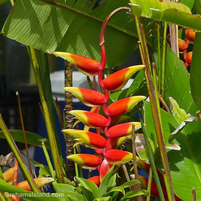 A Hanging Lobster Claw Heliconia in Hawaii