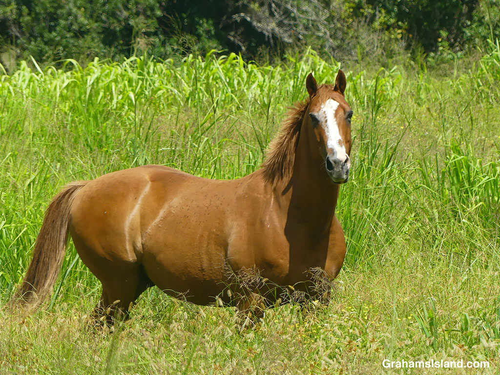 A horse in long grass in Hawaii