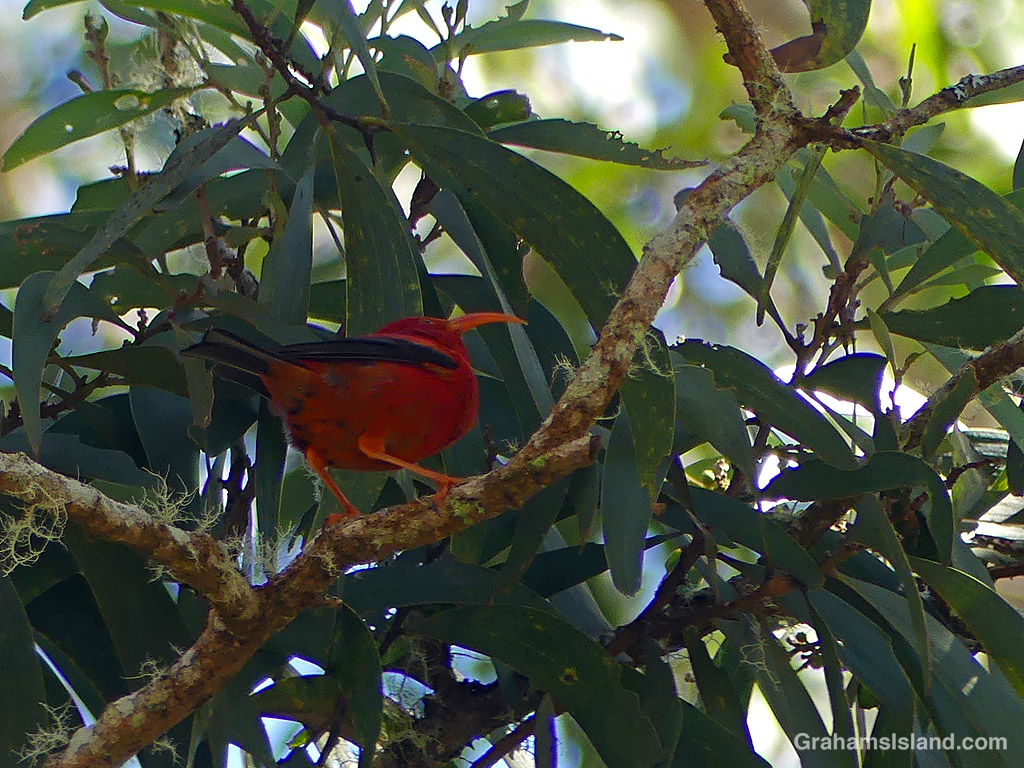 An I'iwi on the Pu'u O'o Trail on the Big Island, Hawaii
