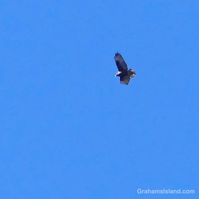 An Io or Hawaiian Hawk flies above the Pu'u O'o Trail on the Big Island, Hawaii