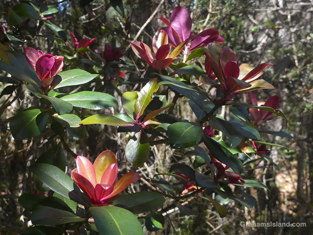 Kolea Lau Nui (Myrsine lessertiana) on the Pu'u O'o Trail on the Big Island, Hawaii