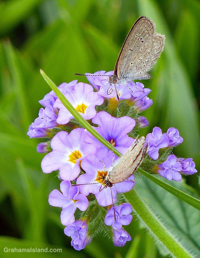 Lesser Grass-Blue Butterflies in Hawaii