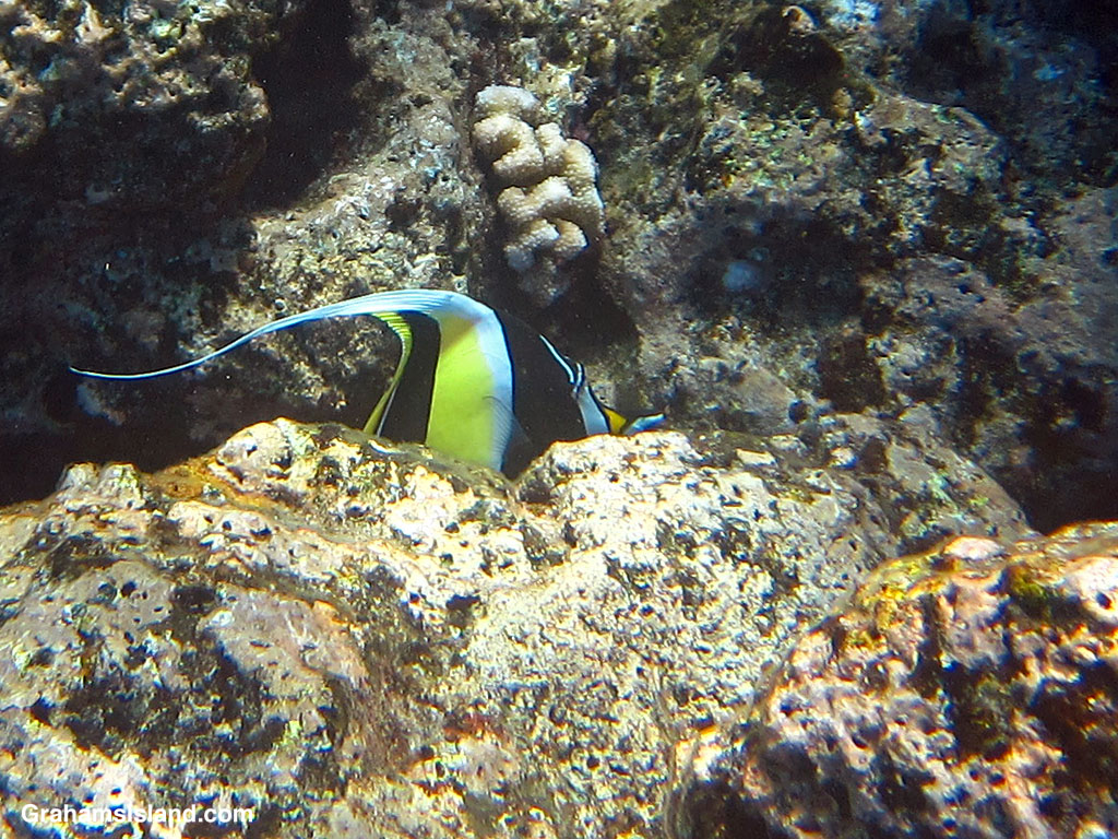 A Moorish Idol in the waters off Hawaii