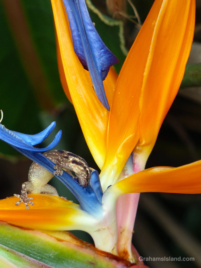 A Mourning gecko on a Bird of Paradise flower in Hawaii