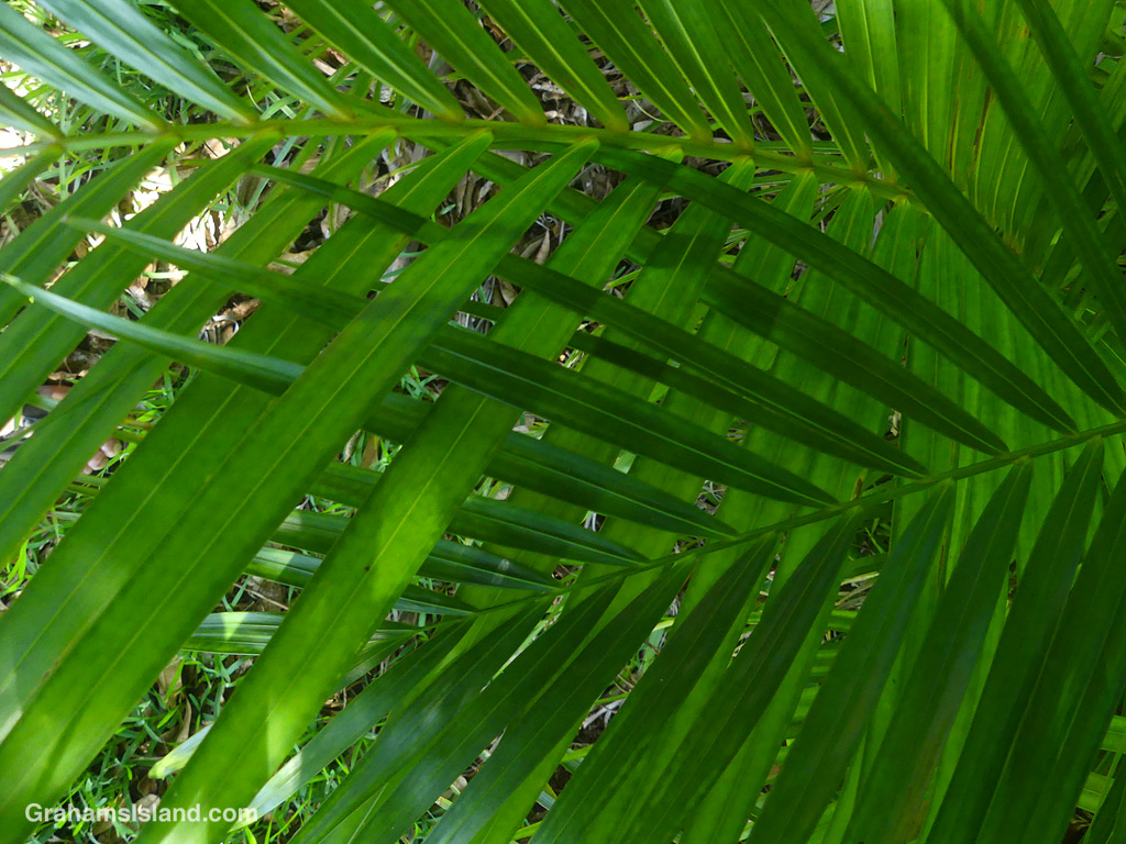 Palm Fronds in Hawaii