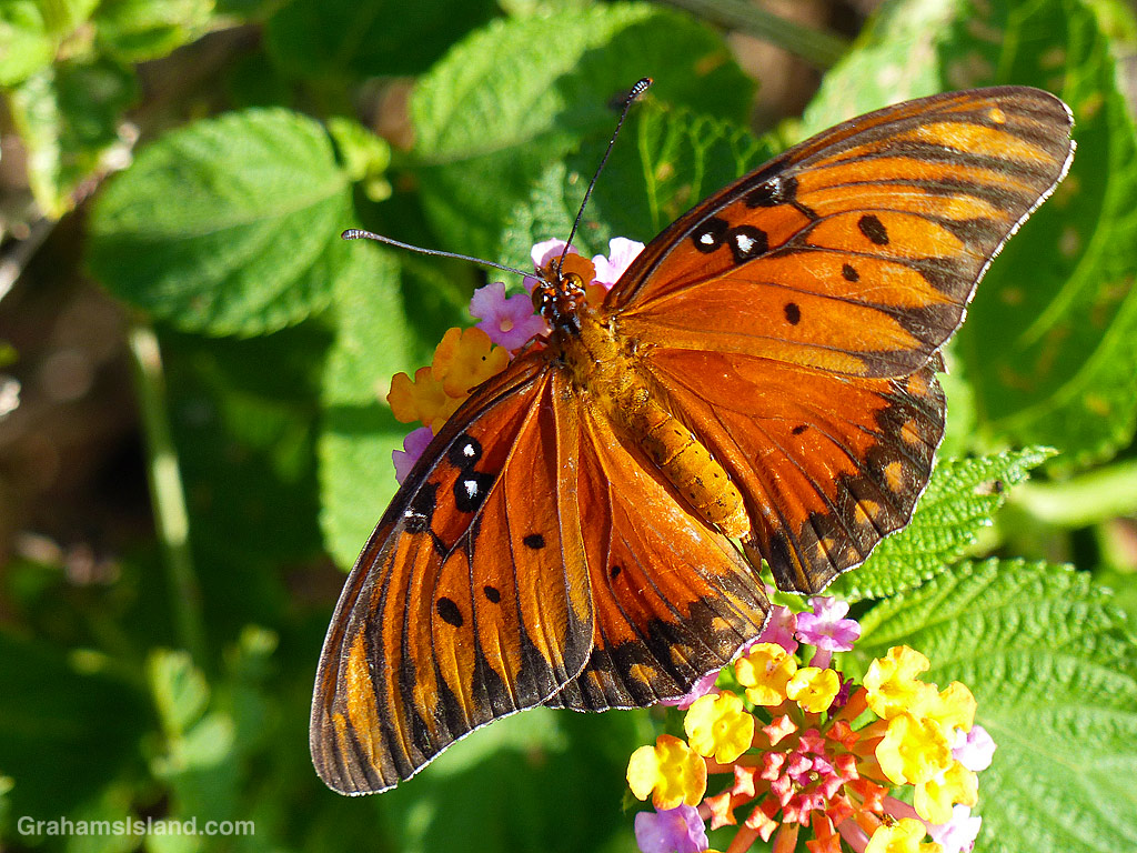 A Passionvine Butterfly on Lantana flowers in Hawaii
