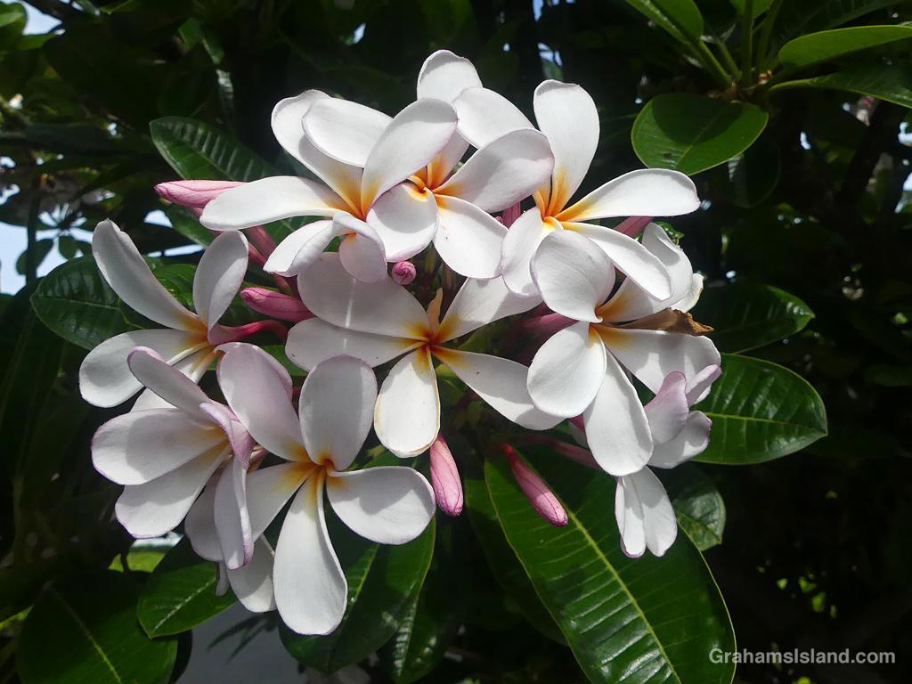 White Plumeria Flowers in Hawaii