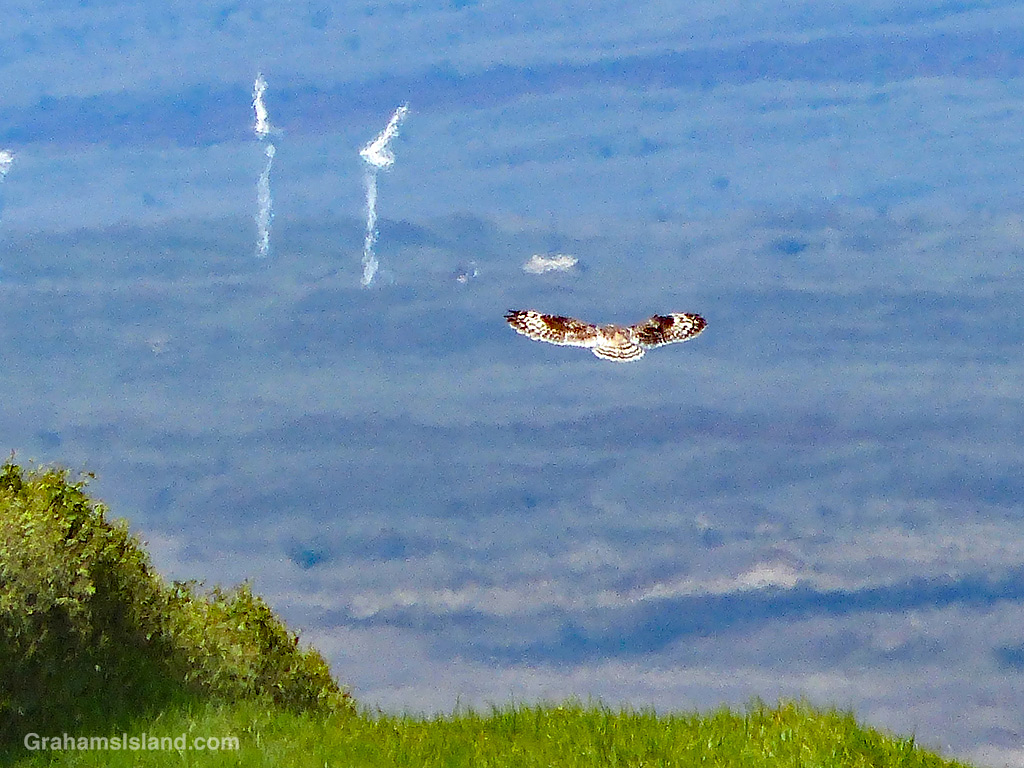 A pueo flying over the lower slopes of Mauna Kea in Hawaii