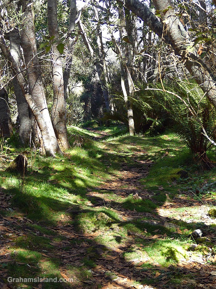 A view of the Pu'u O'o Trail on the Big Island, Hawaii