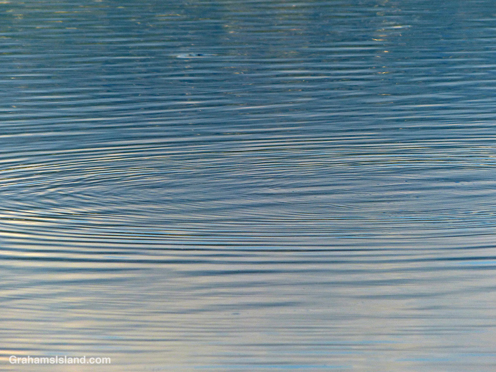 Ripples on a pond in Hawaii