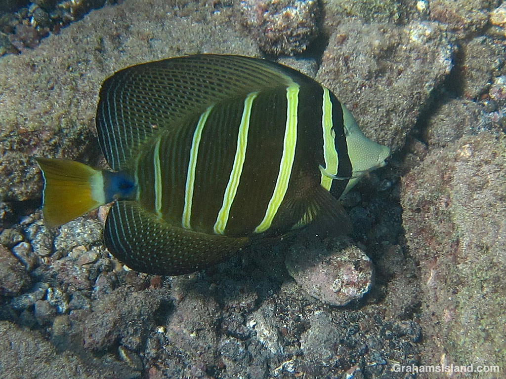 A Sailfin Tang in the waters off Hawaii