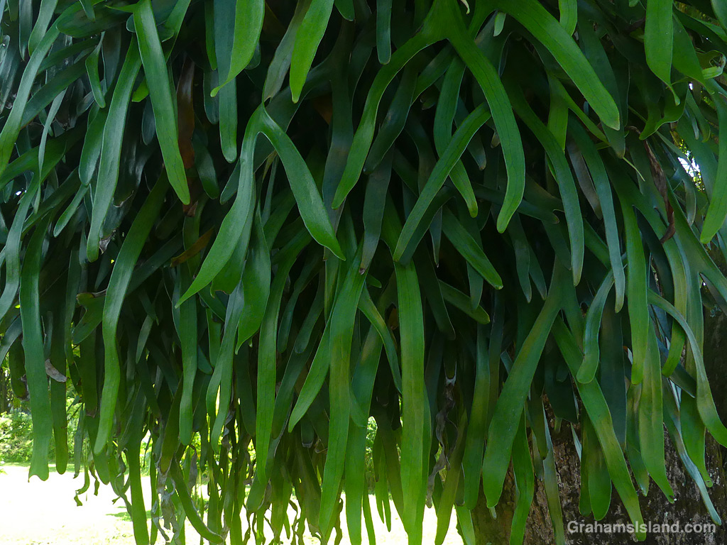 A Staghorn Fern in Hawaii