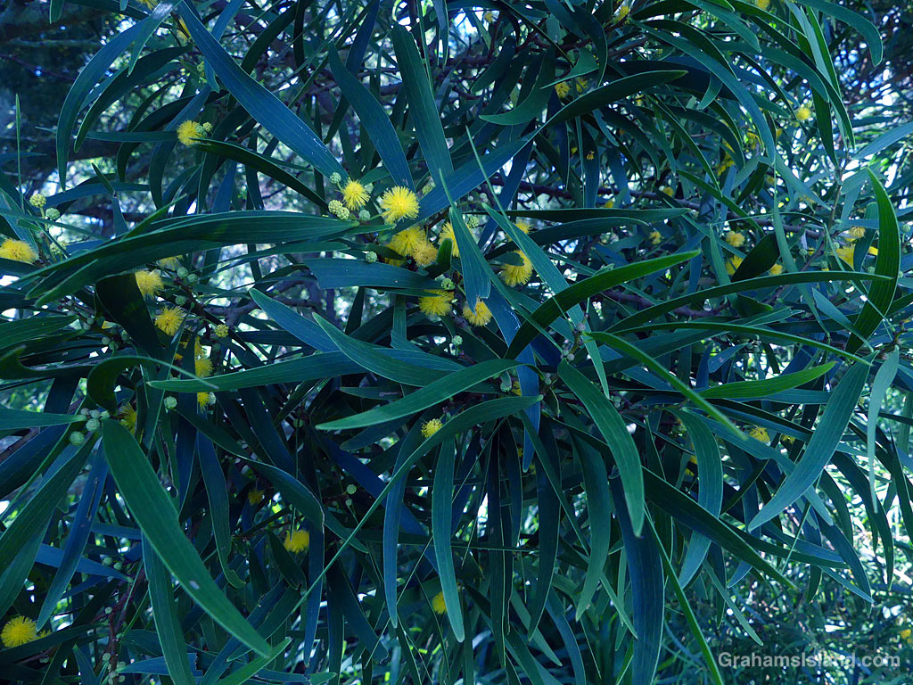 Acacia confusa flowers and leaves in Hawaii