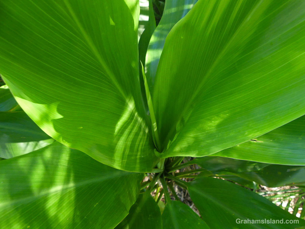 A Ti plant in Hawaii
