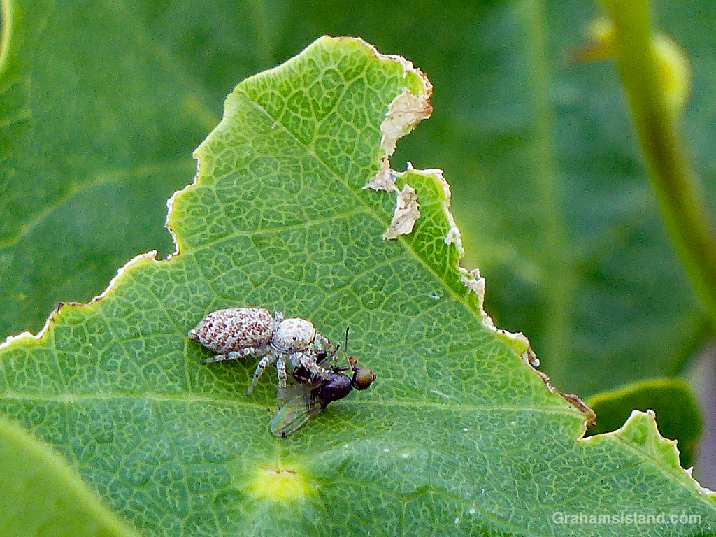 A jumping spider snags a meal in Hawaii