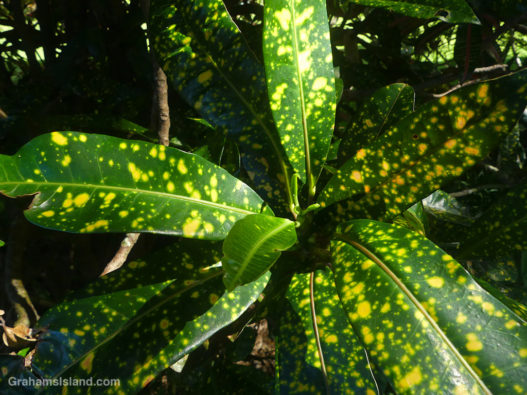 Variegated Croton leaves in Hawaii