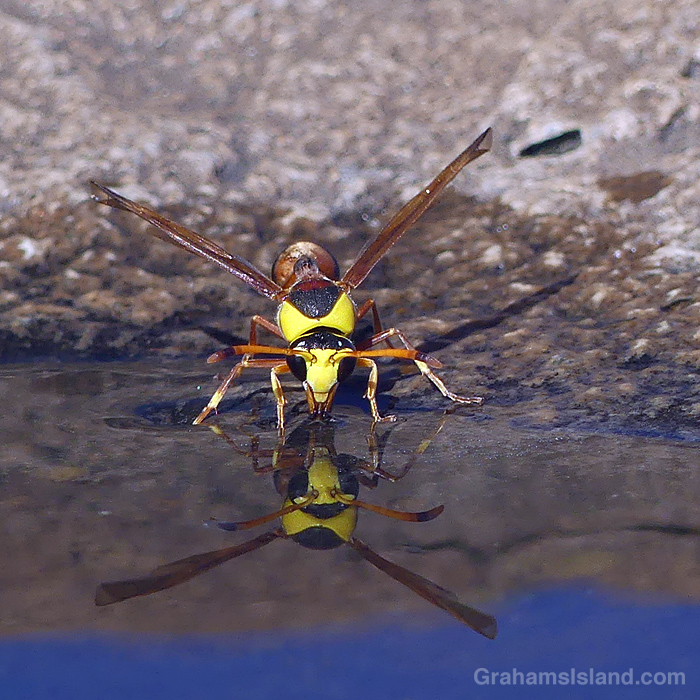 A Wasp drinks from a pool in Hawaii