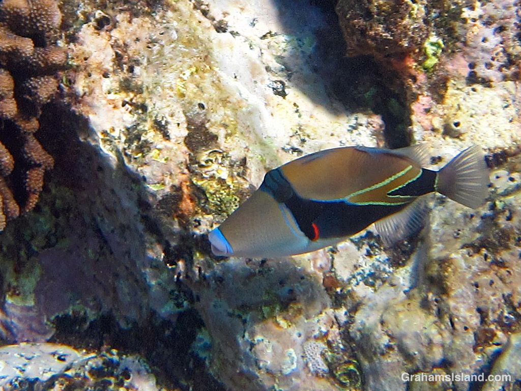 A Wedgetail Triggerfish in the waters off Hawaii