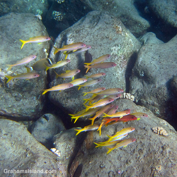 Yellowfin Goatfishes in the waters off Hawaii