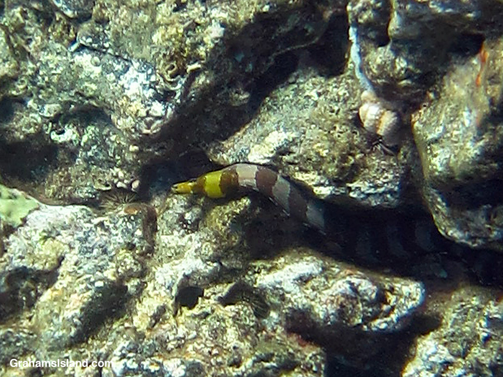 A Yellowhead Moray Eel in the waters off Hawaii