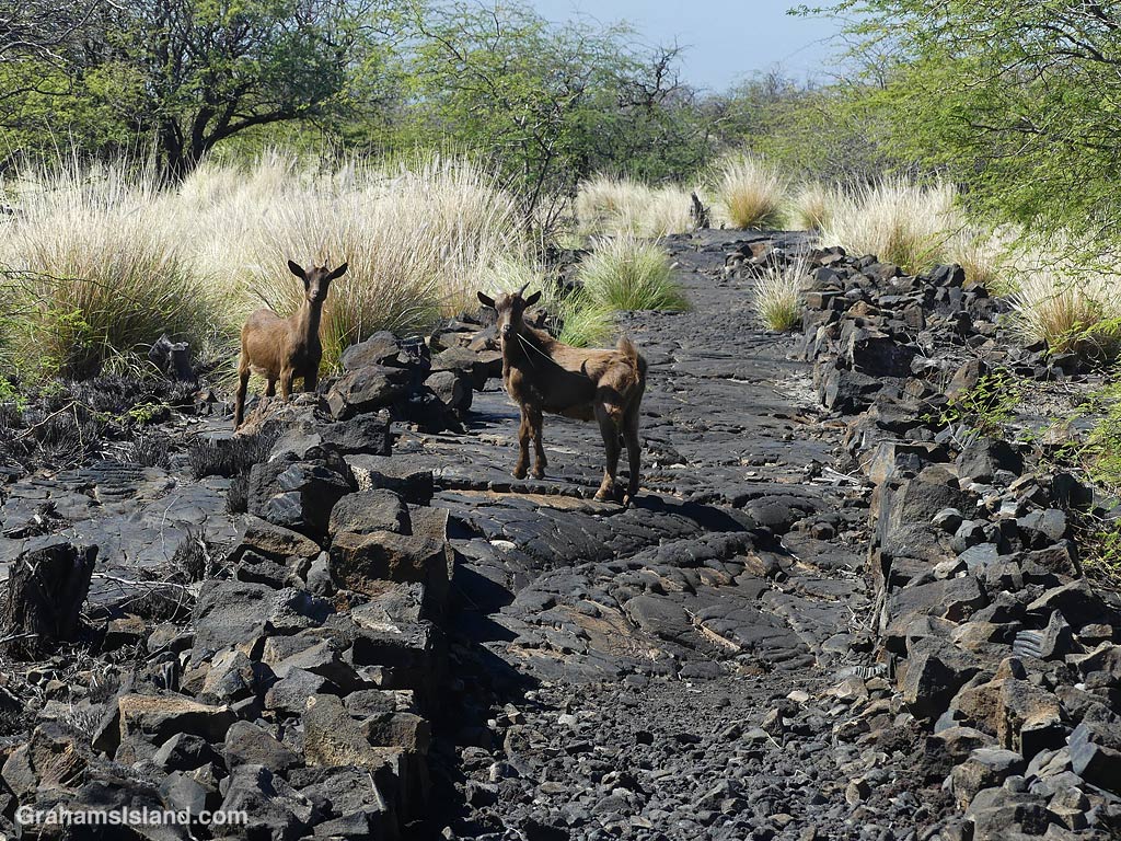 Goats on the Ala Kahakai Trail near Kiholo, Hawaii