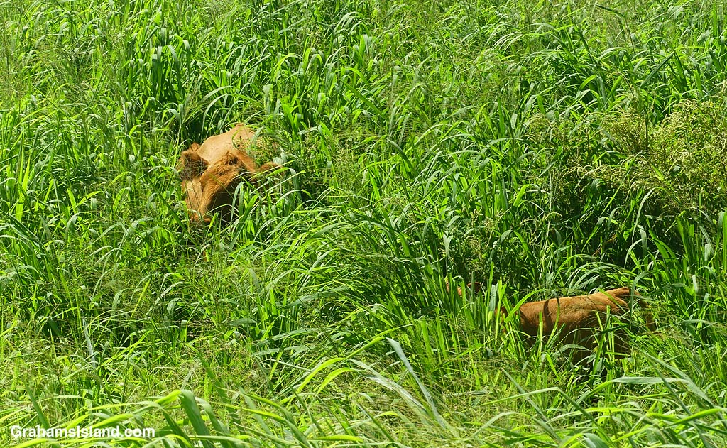 Cattle in tall grass in Hawaii