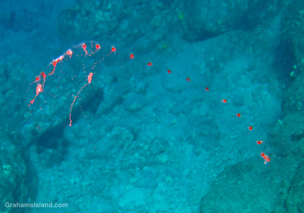 A Chained Salp in the waters off Hawaii