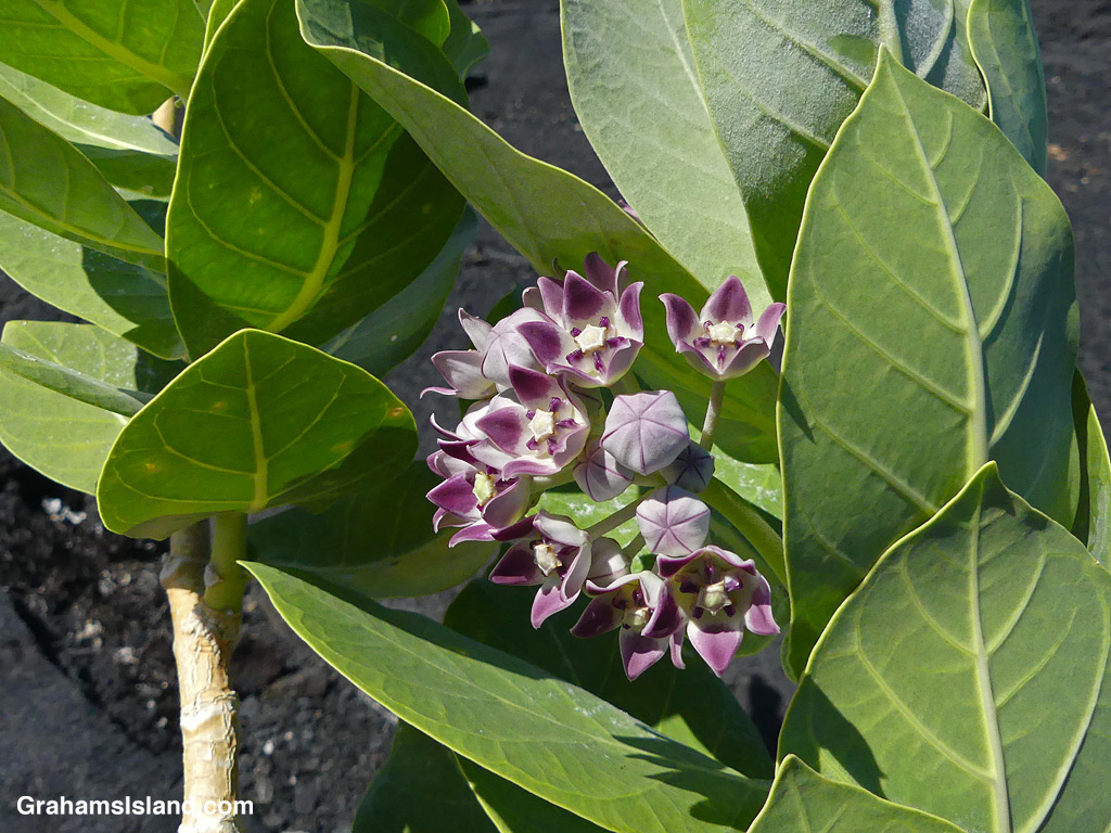 Crown flowers in Hawaii.