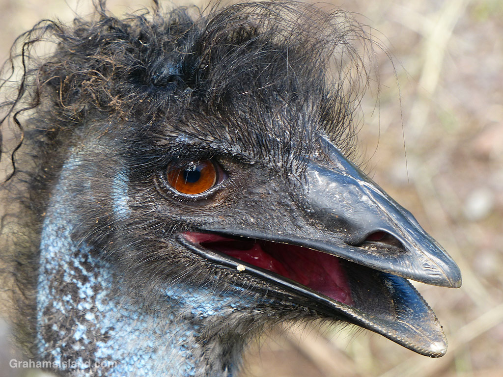 An Emu at Pana'ewa Rainforest Zoo, in Hilo, Hawaii