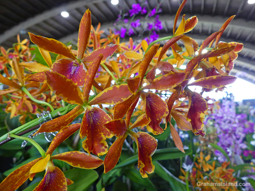 Epilaeliocattleya Volcano Trick 'Paradise' orchid at Hilo Orchid Show in Hawaii