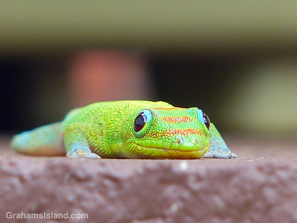 A Gold dust day gecko at eye level in Hawaii