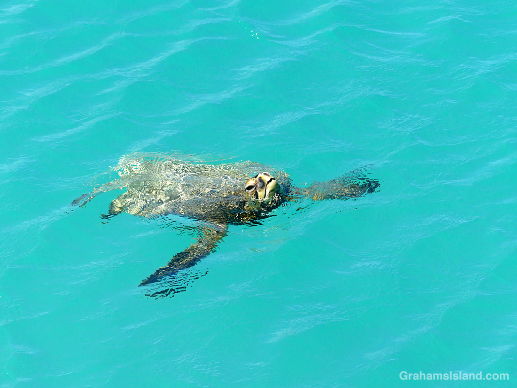 A Green Turtle in the lagoon at Kiholo, Hawaii