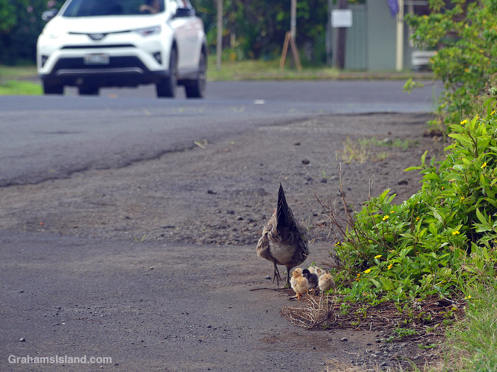 A Hen and chicks next to a road in Hawaii