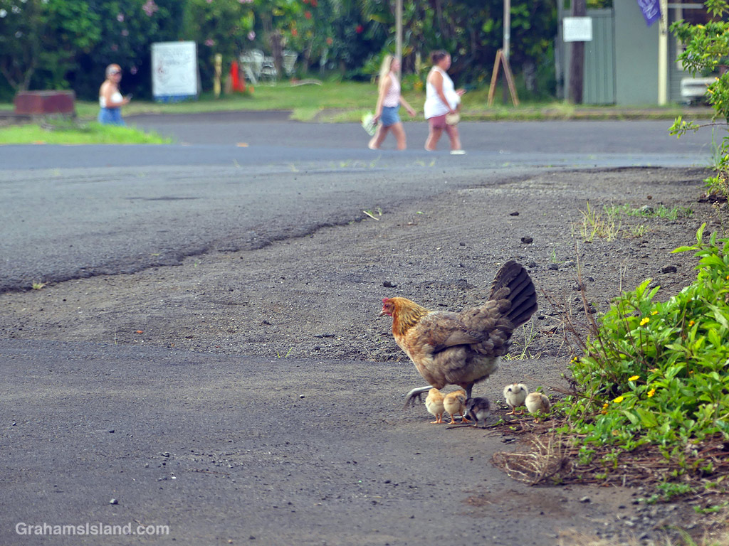 A Hen and chicks next to a road in Hawaii