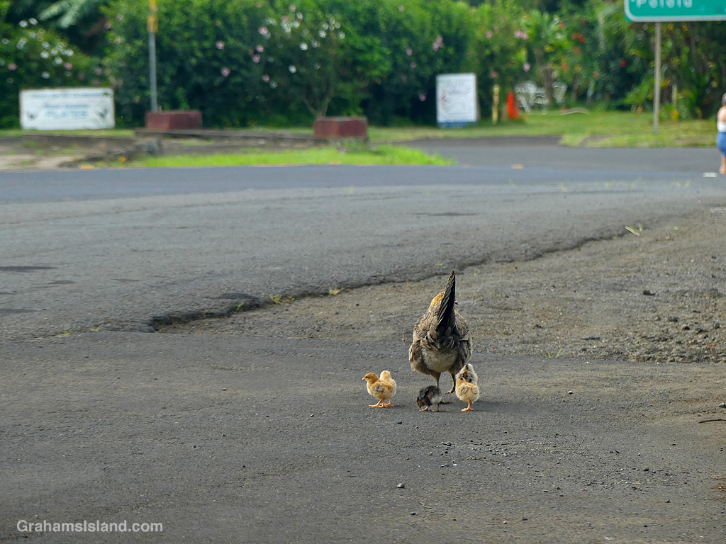 A Hen and chicks next to a road in Hawaii