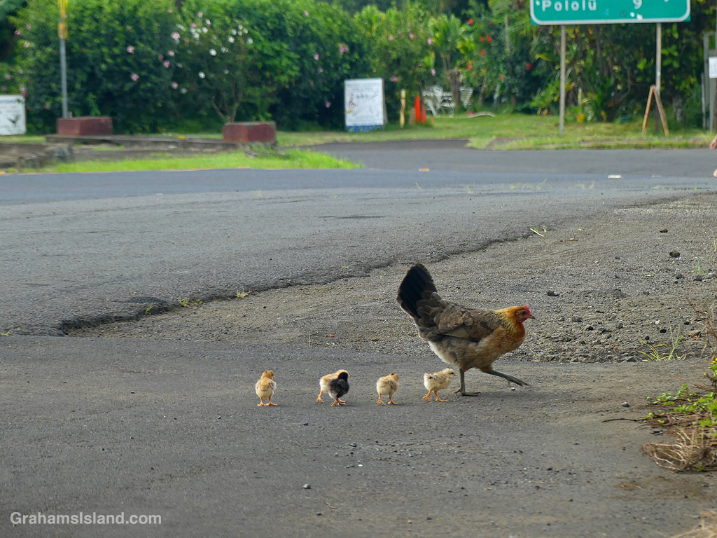 A Hen and chicks next to a road in Hawaii
