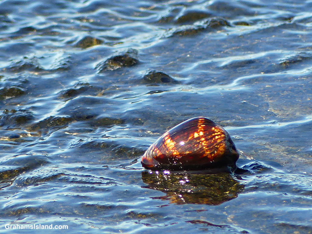 A Humpback Cowry on the coast near Kiholo, Hawaii