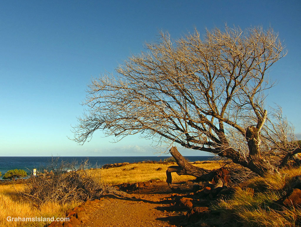 A tree down at Lapakahi State Historical Park in Hawaii.